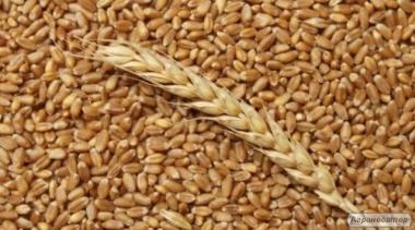 Пшеница в Чикаго падает под давлением соседних рынков