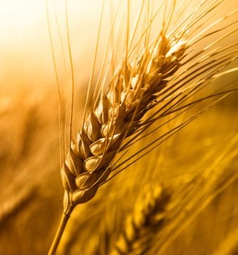 Увеличение прогнозов производства опускает цены на пшеницу