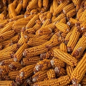 The increase in corn production in France would reduce imports into the EU 