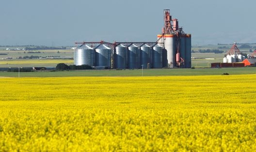 Exports of canola from Canada decreased by 7%