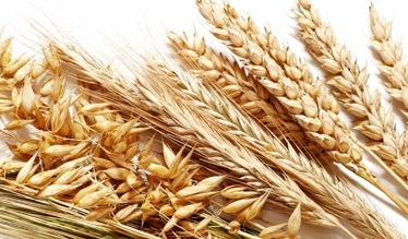 Wheat prices stabilized