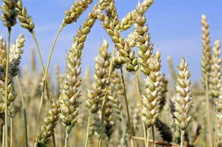 Precipitation in the United States lowered the price of wheat