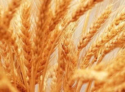 Пшеница в ЕС продолжает дорожать, а в США дешевеет