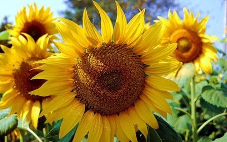Ukraine harvested a record harvest of sunflower and soy