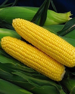 Corn prices fall despite an increase in export sales