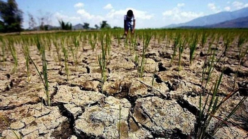 Дефіцит опадів в Бразилії та США може знизити врожай пшениці і кукурудзи