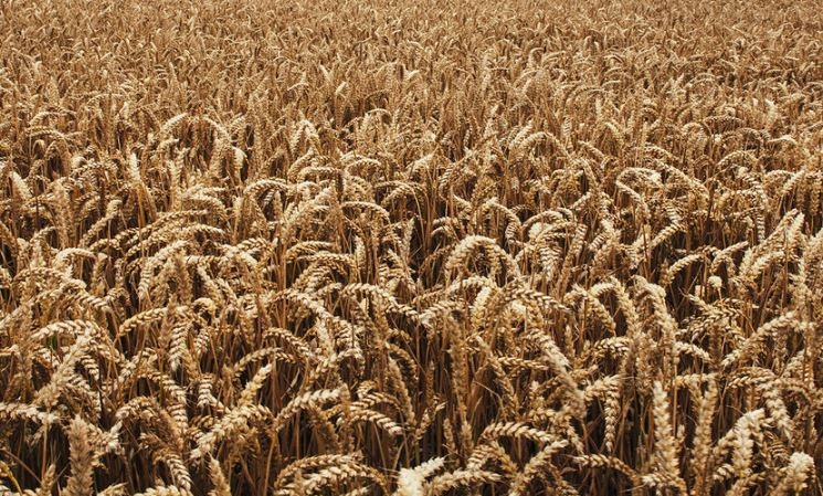 USDA lowered the forecast of consumption and sharply increased the forecast carryover of wheat in this season