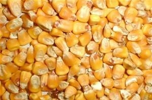 The export market is increasing the price of feed corn
