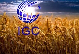 IGC has significantly increased the forecast production of wheat, corn and soybeans