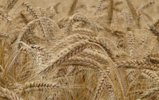 The wheat market again in the crosshairs, the weather