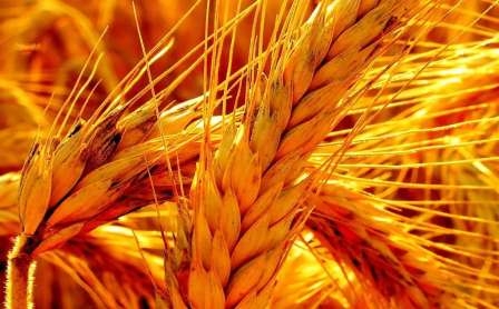 Цены на пшеницу ускоряют падение