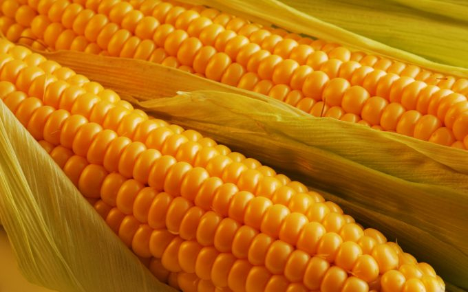 Corn prices in Chicago increase