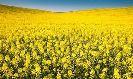 Strategie Grains raised its forecast for the domestic harvest of oilseeds in the EU in 2017/18 MG
