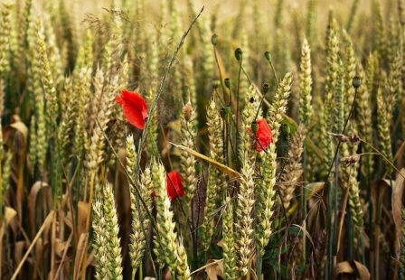 Stock prices for wheat resumed growth