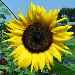 Sunflower prices stopped falling and have potential for growth