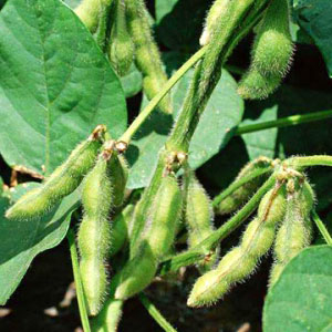 A further increase in the price of soybeans in question
