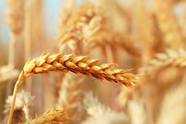 Futures and prices in the cash wheat market decline after crop growth forecast in Russia