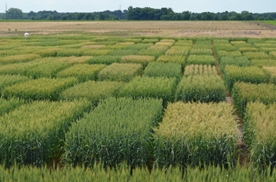 On the wheat market decline amid uncertainty