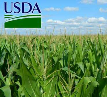The price of corn in Chicago increased after the reduction of the forecast acreage