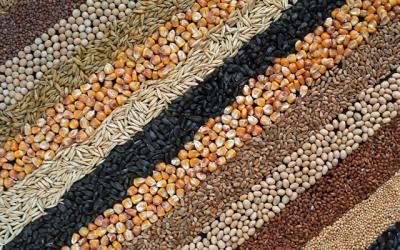 Review of markets for grain crops on 30 may