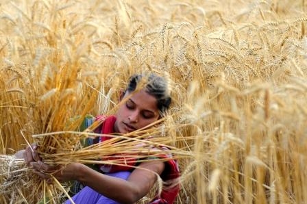 India reduced the import duty on wheat to 10%
