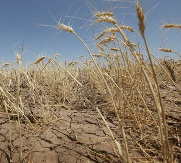 The lack of rainfall supported wheat prices