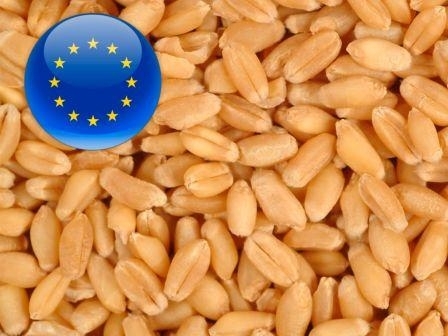 Week for European wheat began with a noticeable drop