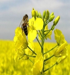Prices for oilseed rape growing because of lower crop forecasts in the EU