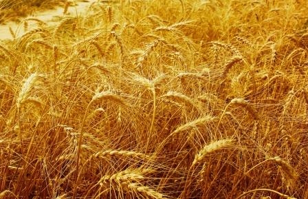 Ціни на пшеницю продовжують зростати