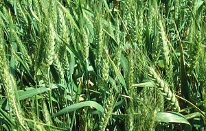 Цены на пшеницу: лучшее время для продажи нового урожая