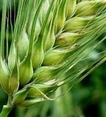 Цены на пшеницу остаются под давлением низкого спроса и погодных факторов