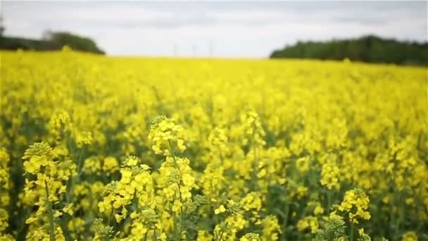 The price of rapeseed strengthened despite a decline in prices for oilseeds