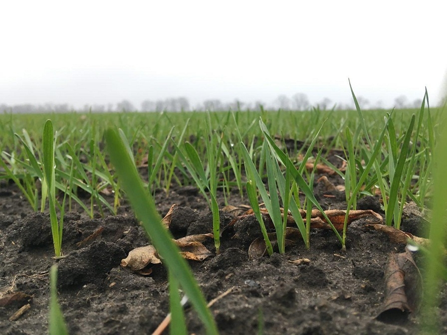 Increased precipitation in South America accelerates sowing