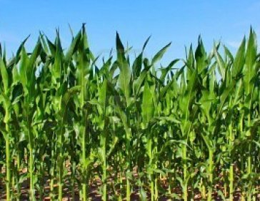 Forecast corn production for France again reduced 