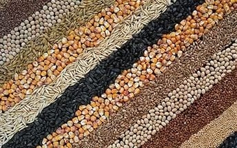 Зерновые и зернобобовые культуры в Украине собраны на 52% запланированных площадей