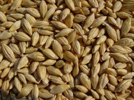 To tender in Saudi Arabia the price of barley fell by 20 dollars