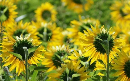 The increase in forecast production lowers the price of sunflower