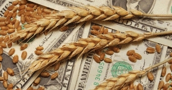 Европейская пшеница дорожает, а американская продолжает дешеветь