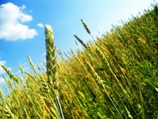 The condition of wheat of future crop continues to improve