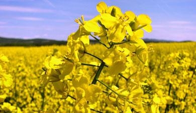 Prices for rapeseed of the new harvest is gradually increasing