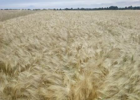 Barley prices continue to rise