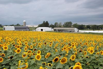 Sunflower prices remained under pressure decline in prices for sunflower oil