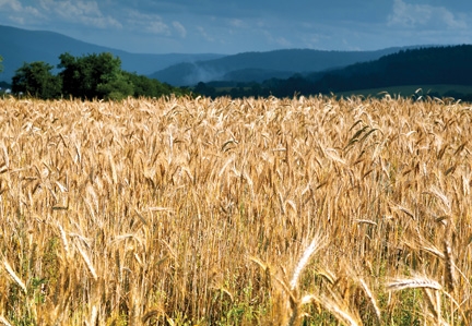 Speculative growth of quotations on wheat ended with the collapse of 2.5-3.3 percent