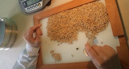 Лише 26% французької пшениці відповідають біржовим вимогам якості