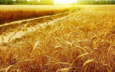 The increase in the area and good conditions of overwintering on the territory of Russia, Ukraine and the EU contribute to a high yield of wheat this year