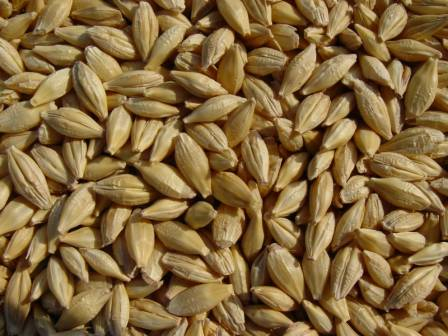 The increased demand increases the price of barley