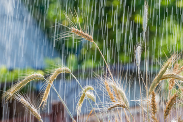 Precipitation is again collapsed the stock price of wheat in the United States