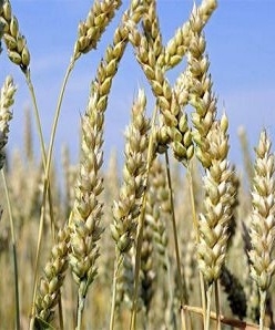 Stock prices for wheat rose sharply because of the uncertainty with the harvest in major exporting countries