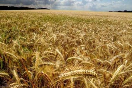 Надежды на рост мировых объемов торговли пшеницей оживили рынки