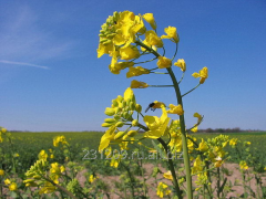 Oilseed prices remain in the Ukrainian market stable